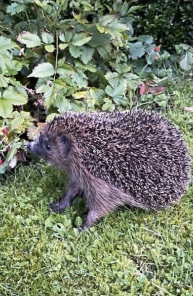 Ferienwohnung »Igel« – Foto 3