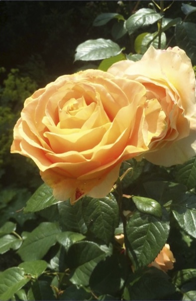 Ferienwohnung »Rose« – Foto 2