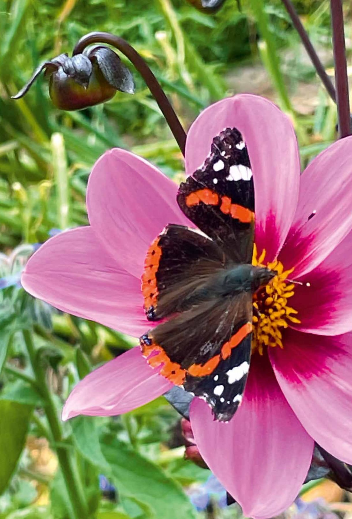 Ferienwohnung »Schmetterling« – Foto 6